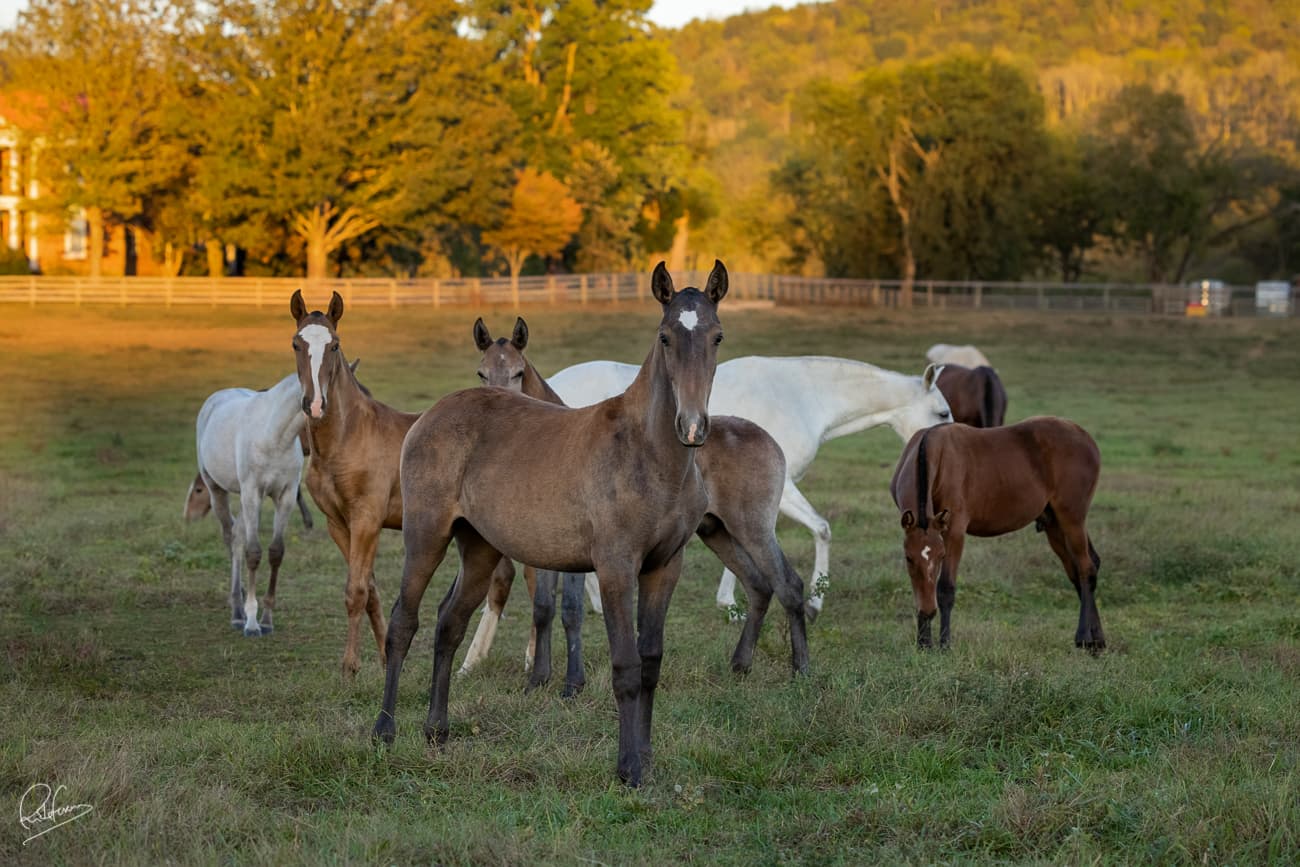 Mares and foals in the field