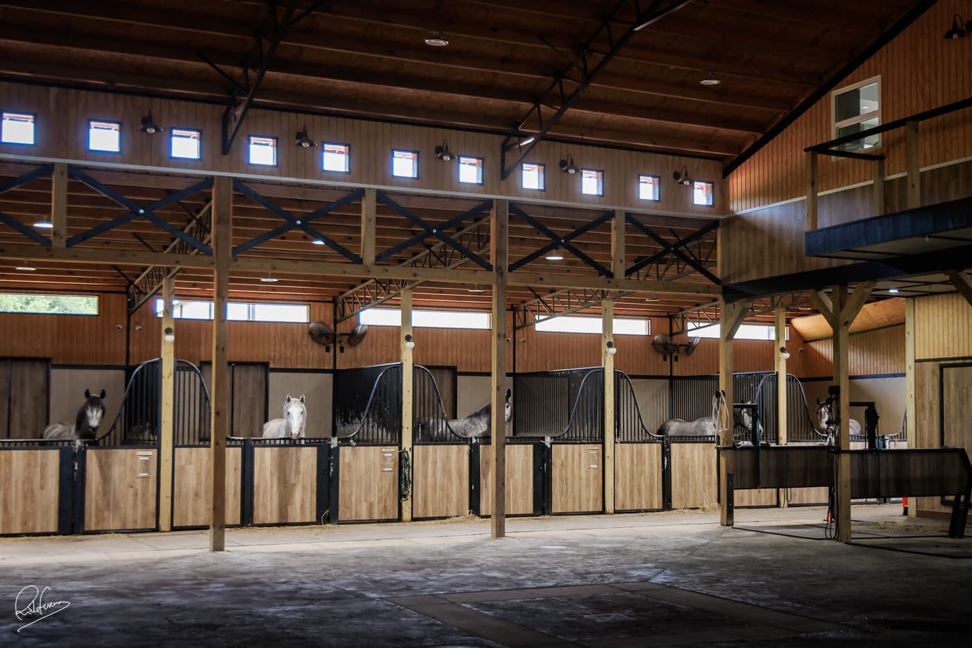 Portuguese training methods at Wasatch Lusitanos
