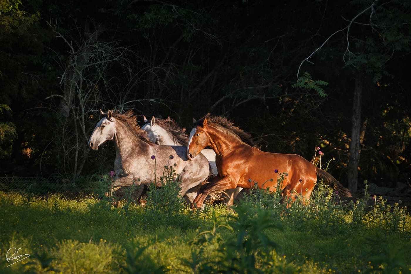 Young horses in the field at Wasatch Lusitanos